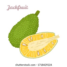 Jackfruit whole and half isolated on  white background. Vector tropical fruit. Illustration in cartoon flat style.