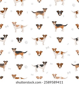 Jackhuahua clipart. Jack Russel Terrier - Chihuahua mix. All possible coat colors, breed information, adults and puppies.  Vector illustration