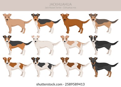 Jackhuahua clipart. Jack Russel Terrier - Chihuahua mix. All possible coat colors, breed information, adults and puppies.  Vector illustration