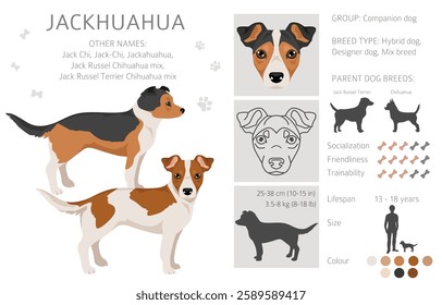 Jackhuahua clipart. Jack Russel Terrier - Chihuahua mix. All possible coat colors, breed information, adults and puppies.  Vector illustration