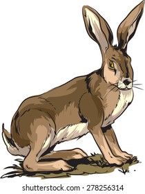 Jackrabbit