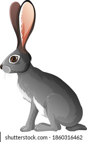 Jackrabbit isolated on white background illustration
