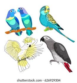 Jaco, Lovebird, wavy parrot kakadu set Vector illustration
