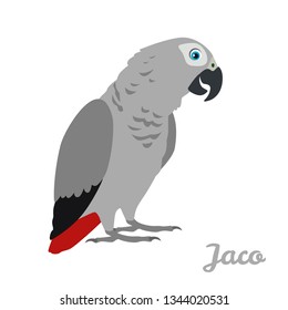 Jaco parrot isolated on white background. Vector illustration of cute bird in cartoon simple flat style.