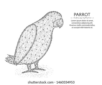 Jaco parrot low poly design, African animal abstract graphics, bird polygonal wireframe vector illustration made from points and lines on a white background