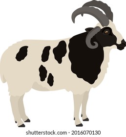 Jacob sheep Ram Farm animals Flat vector illustration Isolated object set