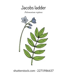 Escalera Jacobs, o valeriana griega americana (Polemonium reptans), planta medicinal. Ilustración de vector botánico dibujada a mano