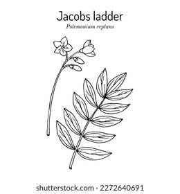 Escalera Jacobs, o valeriana griega americana (Polemonium reptans), planta medicinal. Ilustración de vector botánico dibujada a mano