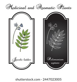 Escalera de Jacobs, o valeriana griega americana (Polemonium reptans), planta medicinal. Ilustración vectorial botánica dibujada a mano