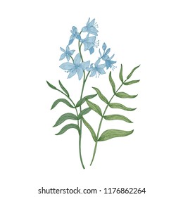 Jacob's-ladder or Greek valerian hand drawn on white background. Botanical drawing of herbaceous plant or meadow flowering herb used in herbal medicine. Colorful vector illustration in vintage style.