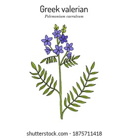 La escalera de Jacob, o valeriana griega (caerúleo de polemonio), planta medicinal. Ilustración de vector dibujada a mano