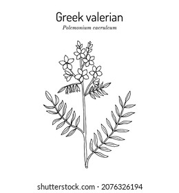 La escalera de Jacob, o valeriana griega (caerúleo de polemonio), planta medicinal. Ilustración de vector dibujada a mano