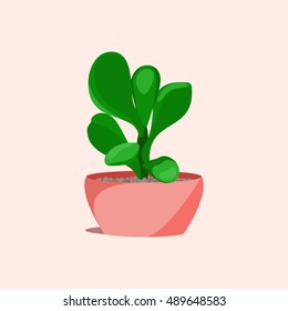 Jade money succulent plant in a flower pot on pink background. Home interior floral design elements. Green plants, flowers and nature concept. Tropical exotic botany collection. Vector illustration.