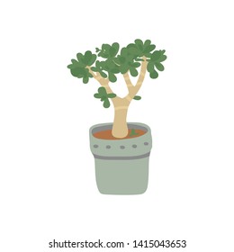 Jade Plant . Pot plant. Houseplant isolated on white background. Vector illustration in hand-drawn flat