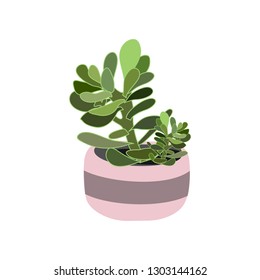 Jade plant in pot vector isolated