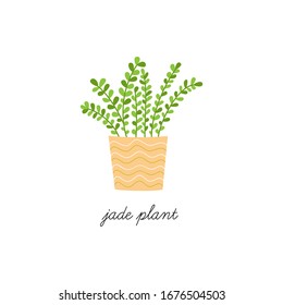 Jade plant, succulent vector illustration graphic. Hand drawn cute indoor plant in pot. Isolated.