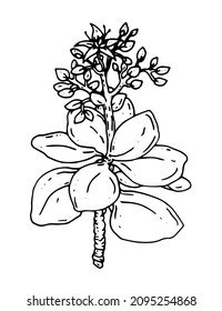 Jade succulent tropical plant in blossom. Isolated vector botanical flower: retro vintage, hand drawn, black and white, outline. For wedding invitation, print card, tattoo. illustration.