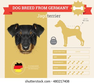 Jagdterrier dog breed vector info graphics. This dog breed from German