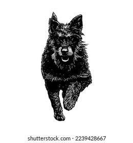 Jagdterrier hand drawing vector isolated on white background.