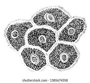The jagged cells from the middle layers of pavement epithelium, vintage line drawing or engraving illustration.