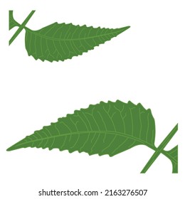 jagged leaf vector on the edges