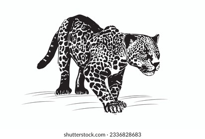 jaguar, animal de la fauna brasileña. Esbozo en blanco y negro aislado sobre fondo blanco, ilustraciones de estilo grabado a mano.