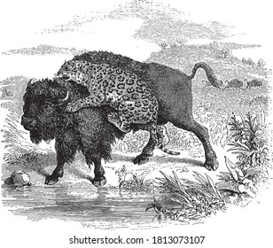 Jaguar atacando a un bisonte, del Diccionario de Palabra y Cosas, 1888.