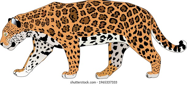 jaguar bigcat wildcat vector animal