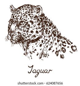 Jaguar face, hand drawn doodle, sketch in pop art style, vector 
