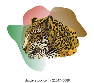 ilustraciones dibujadas a mano jaguar, vector de cabeza leopardo.