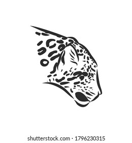 Jaguar. Hand drawn sketch illustration isolated on white background. Jaguar animal, vector sketch illustration