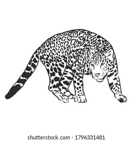 Jaguar. Hand drawn sketch illustration isolated on white background. Jaguar animal, vector sketch illustration