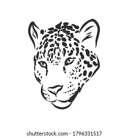 Jaguar. Hand drawn sketch illustration isolated on white background. Jaguar animal, vector sketch illustration