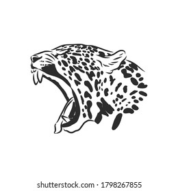 Jaguar. Hand drawn sketch illustration isolated on white background. portrait of a Jaguar animal, vector sketch illustration