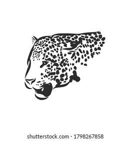 Jaguar. Hand drawn sketch illustration isolated on white background. portrait of a Jaguar animal, vector sketch illustration