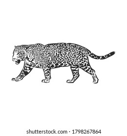 Jaguar. Hand drawn sketch illustration isolated on white background. portrait of a Jaguar animal, vector sketch illustration