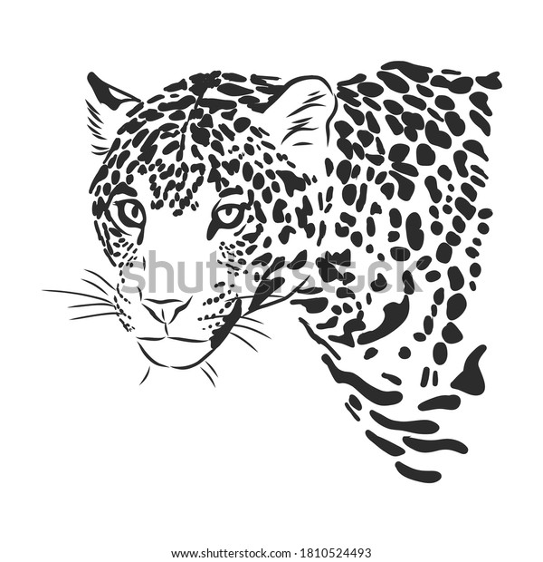 Jaguar Hand Drawn Sketch Illustration Isolated Stock Vector (Royalty ...