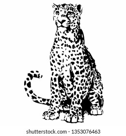 
Jaguar hand drawn vector illustration. Wild animal