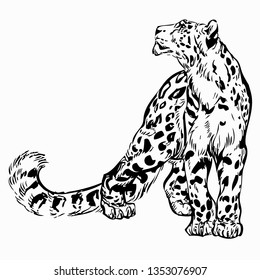 
Jaguar hand drawn vector illustration. Wild animal