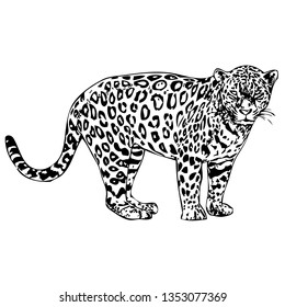 
Jaguar hand drawn vector illustration. Wild animal
