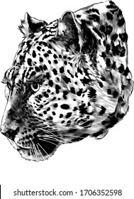 Jaguar head in profile looks away, sketch vector graphics monochrome illustration on a white background