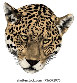 Jaguar head sketch vector graphics color picture