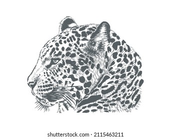 dibujo de la mano del vector de la cabeza jaguar aislado en blanco.