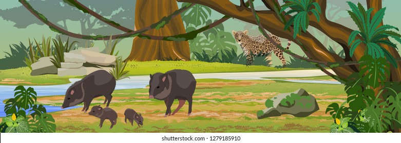 The jaguar hunts for the Peccari family. the jungle A tropical forest. Rainforests of Amazonia. Tree, epiphytes, creepers, banana trees and monsteras. Realistic Vector Landscape