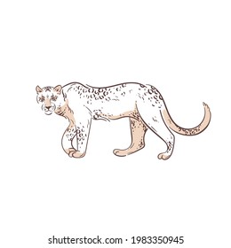Jaguar Ink style illustration. Asian Wild cat outline design. Leopard hand drawn art.