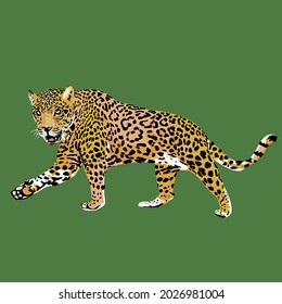 Jaguar or Leopard Vector Isolated illustration