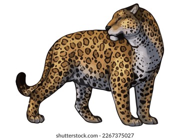Jaguar .leopard,panthera pardus,wild animal of africa,side view picture isolated on white background
