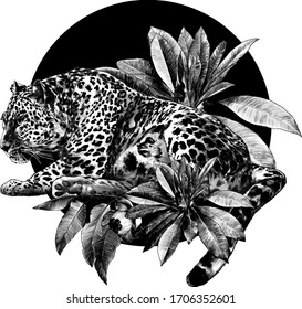 Jaguar lies in full growth climbs out of the bushes and looks away round composition decorated with tropical plants, sketch vector graphics monochrome illustration on a white background