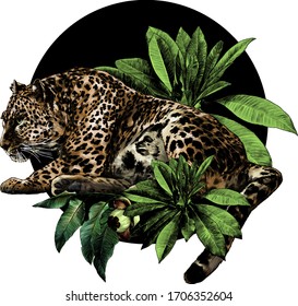 Jaguar lies in full growth climbs out of the bushes and looks away round composition decorated with tropical plants, sketch vector graphics color illustration on a white background