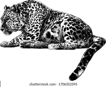 the Jaguar is lying full length with its tail down and looking towards the profile, sketch vector graphics monochrome illustration on a white background